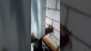 Как почистить трубу в котле не поднимаясь на крышу.