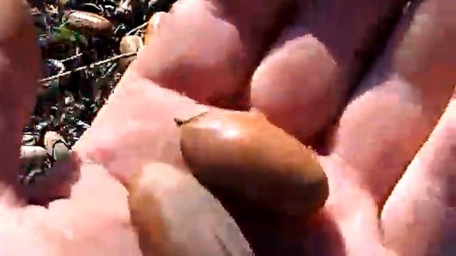 Поляна с желудями смотреть онлайн