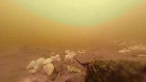 РЕАКЦИЯ РЫБЫ НА ПЬЯНЫЙ ГОРОХ. Подводные Съемки