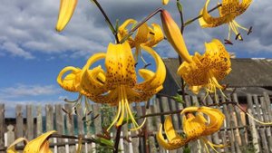 Лилия Лейхтлина (Lilium leichtlinii)