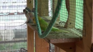 Ловим волнистого попугайчика.