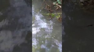 Ловля пиявки легко и просто