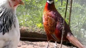 фазаны и куры