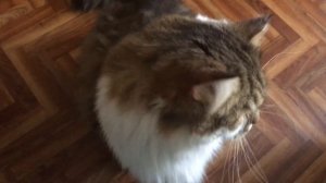 Сибирский кот Потап. Серьёзный разговор