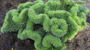 Очиток отогнутый Кристатум. Краткий обзор, описание характеристик sedum reflexum Cristatum