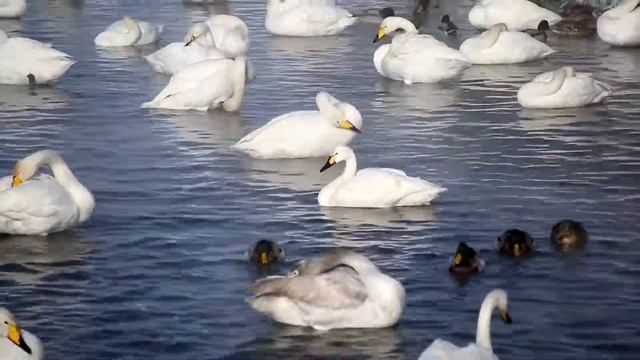 Малый лебедь смотреть онлайн