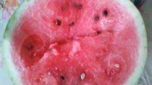 Арбуз сортовой и гибридный чем отличается