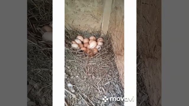 яйца у кроликов в клетке смотреть онлайн