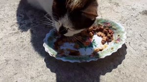 Отпугиватели для котов и собак... Судите сами!