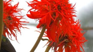 Удивительные птицы