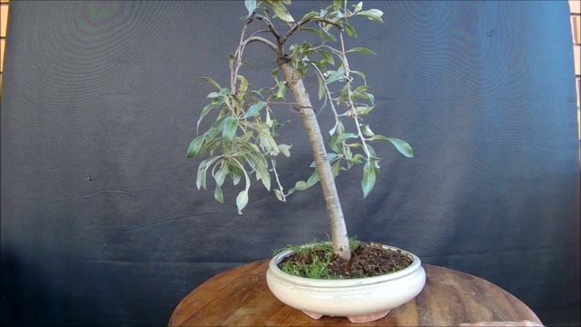 Бонсай Груша иволистная Pyrus salicifolia Bonsai Willow - leaved pear осень 2022 год
