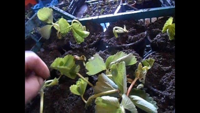 Укоренение усов клубники.Как быть если нет туманообразователя?