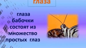 Строение бабочки