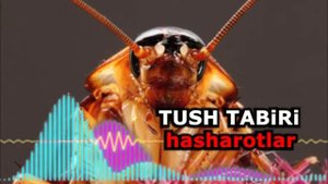 Tushda hasharotlarni ko'rish nimani anglatadi - Тушда Хашарот корса - Tushda Hasharot korsa