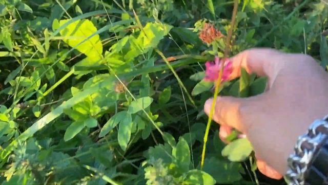 Собираем крымские травы на закате смотреть онлайн