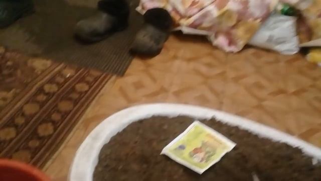 Эксперимент. Часть 1. Новый способ укоренения ежевики из стеблевых черенков. смотреть онлайн