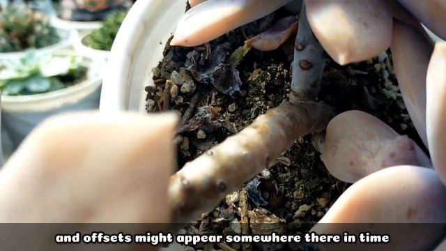 137 GRAPTOPETALUM SUPERBUM SUCCULENT CARE GUIDE  Succulent Care Tips 다육식물 多肉植物 Suculentas