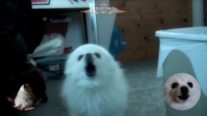 PSY - 'GANGNAM STYLE' em CACHORRÊS | NOSTALGIA