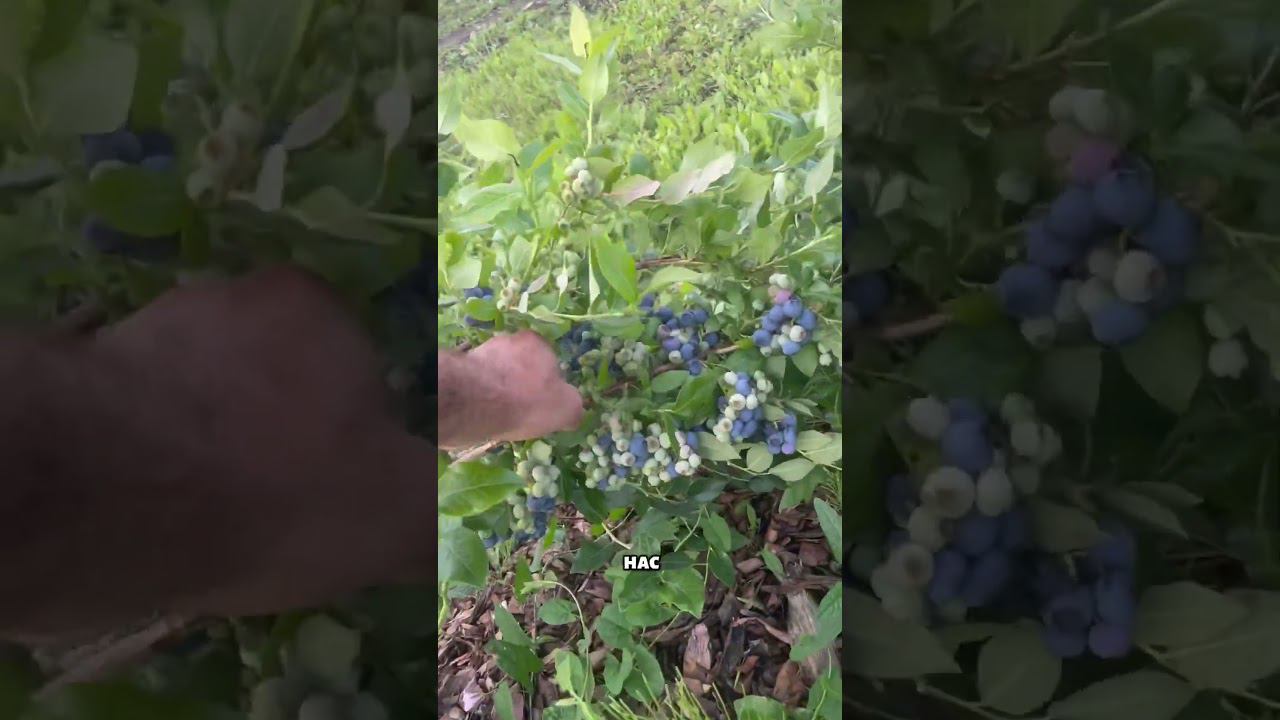 Голубика Нортленд. Маточные кусты для черенкования. #голубика #голубикасадовая #голубиканортленд