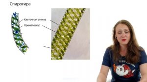 ЖИЗНЕННЫЕ ЦИКЛЫ ВОДОРОСЛЕЙ | ЕГЭ-2024 по биологии