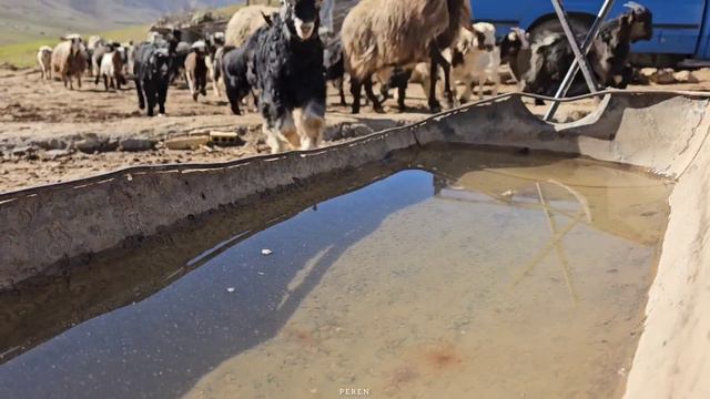 Rural family. The Perren family is on New Year's vacation смотреть онлайн