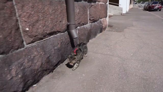 Как правильно гулять с котом; How to correctly walk a cat смотреть онлайн