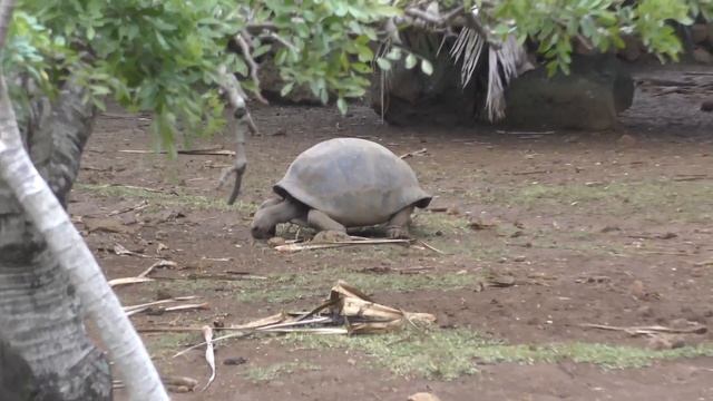 Слоновая черепаха ⁄ Galapagos tortoise 4K Ultra HD смотреть онлайн