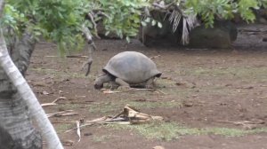 Слоновая черепаха ⁄ Galapagos tortoise 4K Ultra HD