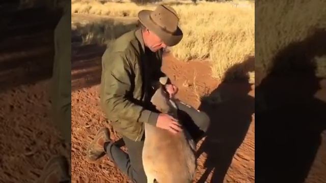 Животные говорят спасибо людям...Animals thanks humans... смотреть онлайн