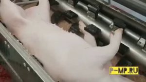 Шпарчан haas. Оглушение и очистка свиней