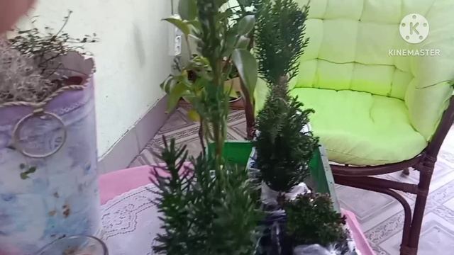 Хвойные новинки. Посылка. Последняя распаковка в этом году. смотреть онлайн