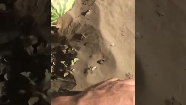 Последствия песчанной бури.