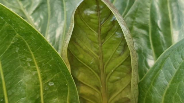 CIRI DAN KARAKTER ANTHURIUM JEMANI MANGKOK PAPANDAYAN ‼️ | REVIEW смотреть онлайн