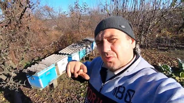 ✅Облет пчел в ноябре! Племенная работа и селекция на пасеке! Это важно! смотреть онлайн