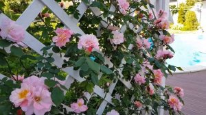 Clair Matin rose!?Плетистая флорибунда Клер Матэн только набирает силу в моём саду!?