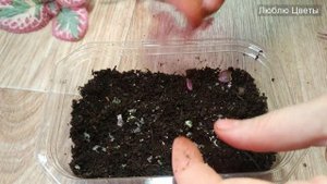 Что вырастет из семян акварельной эписции?