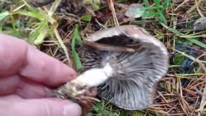 Мокруха еловая. Малоизвестный вкусный гриб(1)