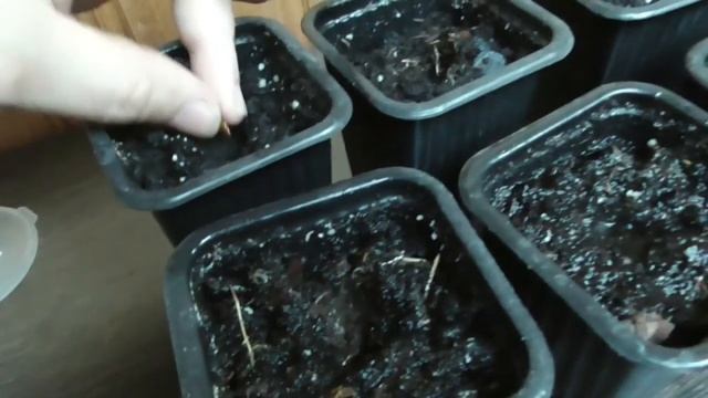 Альбиция из семян/ личный опыт/ ч 1 посадка смотреть онлайн