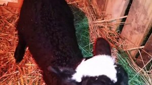 Окот овец в мороз|ОВЦЕВОДСТВО