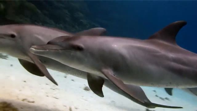 Потрясающие играющие дельфины в бассейне смотреть онлайн