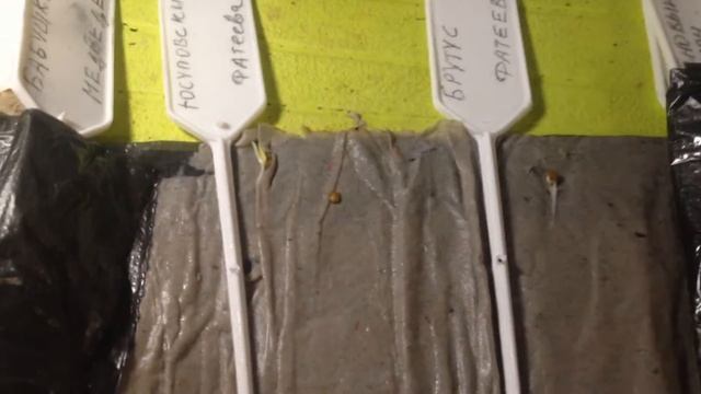 Бабушкин метод посадки томатов в ящики без пикировки. Часть 1. Посадка