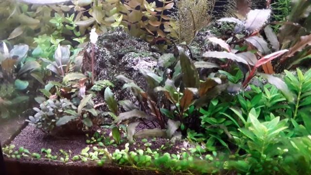 Аквариум 60 литров смотреть онлайн