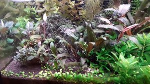 Аквариум 60 литров