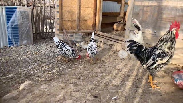 Леггорн далматинец смотреть онлайн