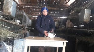 Какую породу кроликов выбрать начинающему кролиководу. Часть 2