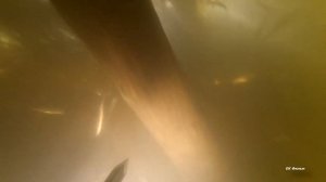 Подводная охота в мутной воде