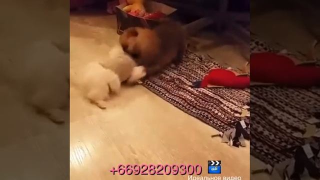 Микро Померанский шпиц.Белый шпиц))из Тайланда смотреть онлайн