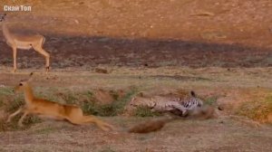 ЛЕОПАРД В ДЕЛЕ! Леопард против крокодила, гиены, антилопы...