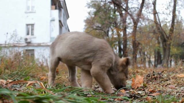 Щенка выбросили на улицу, оставив рядом табличку. Содержимое ужаснуло прохожих! смотреть онлайн