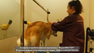 Груминг акиты